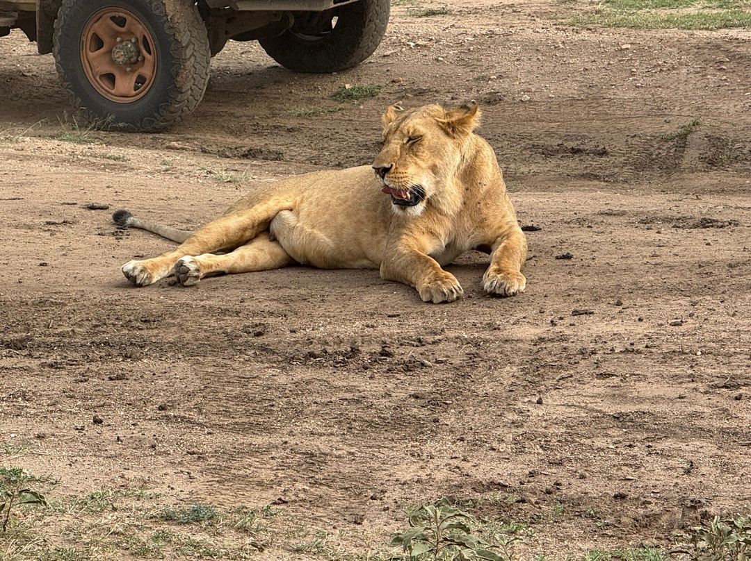 Serengeti National Park-Ikoma必去景点