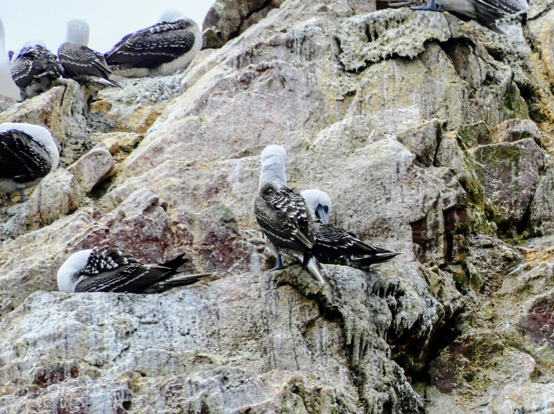 Ballestas Islands-皮斯科必去景点
