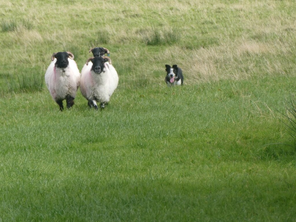 Glen Keen Farm-Derryheigh必去景点