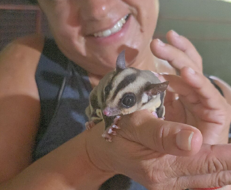 菲律宾眼镜猴及野生动物保护区-Corella必去景点