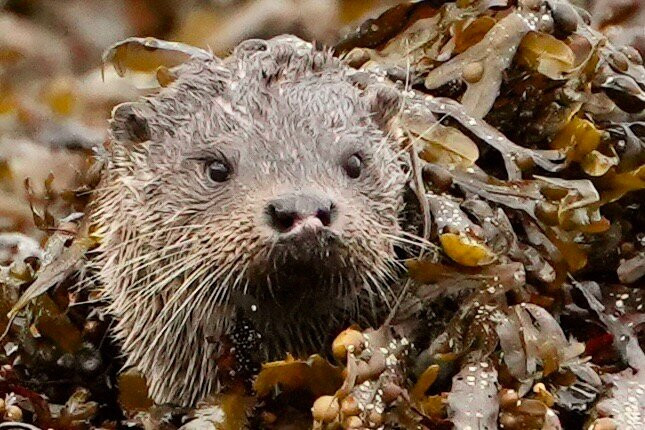 Mull Wildlife Breaks-Salen必去景点