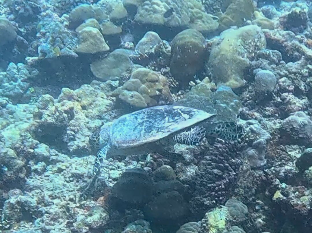 Island Divers-迪古拉赫岛必去景点