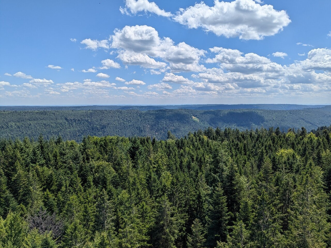 Baumwipfelpfad Schwarzwald-Bad Wildbad必去景点