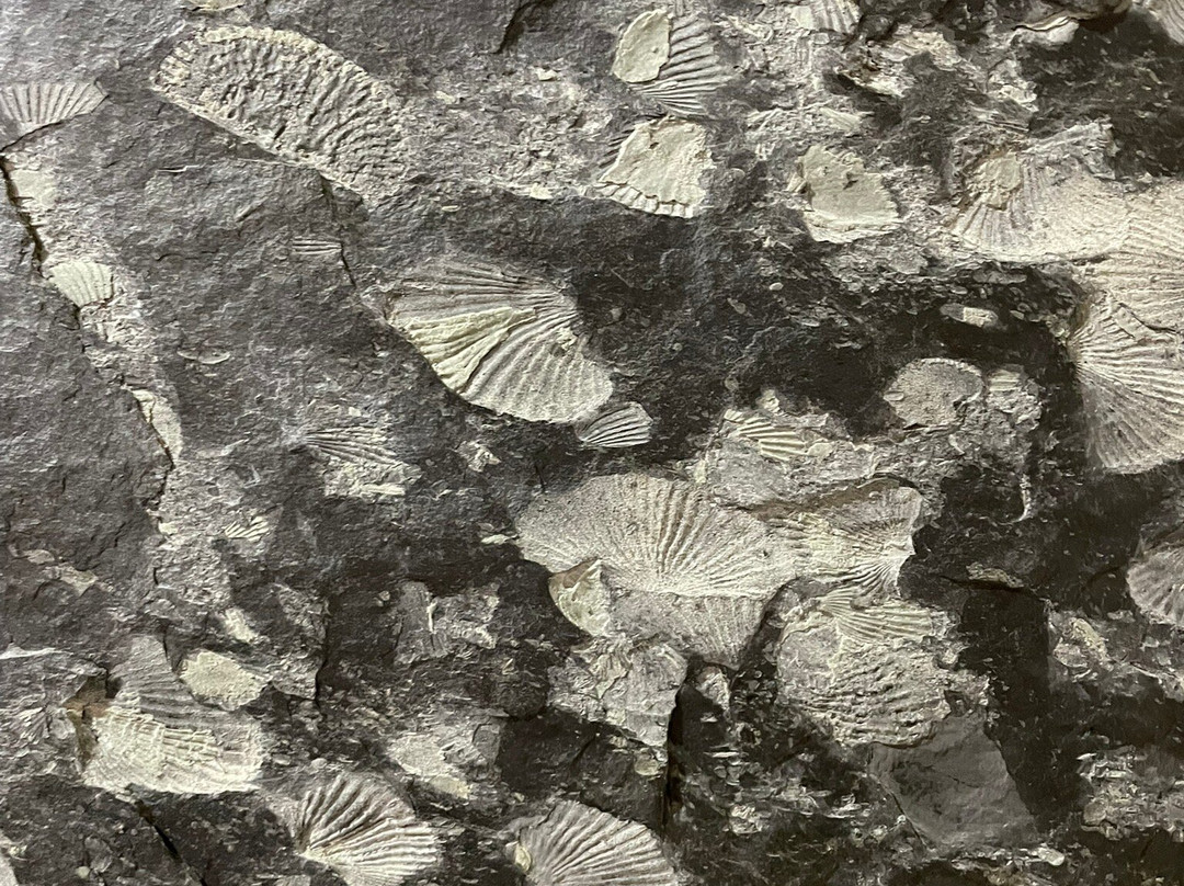 Museu Das Trilobites-阿洛卡必去景点