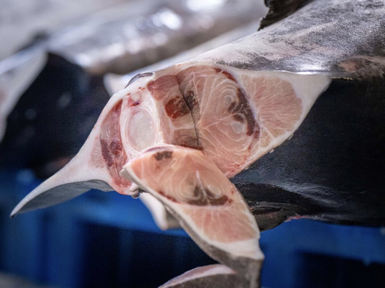 火奴鲁鲁鲜鱼拍卖会-火奴鲁鲁必去景点