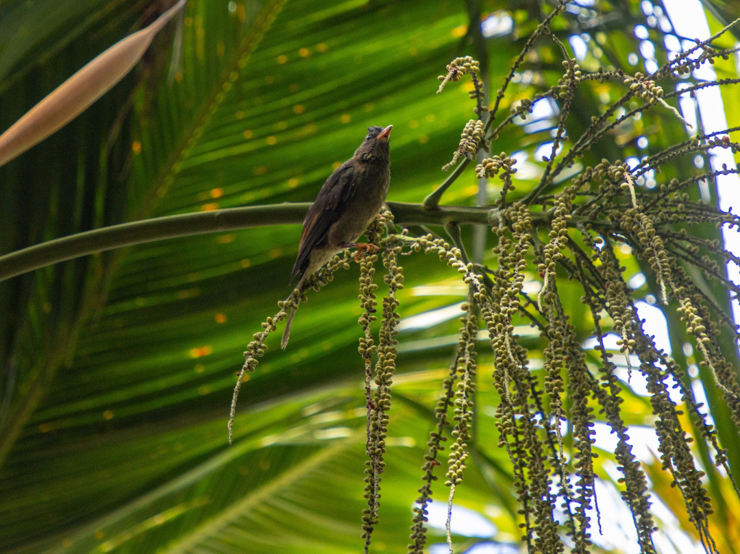 Dave's  Tour-普拉兰岛必去景点