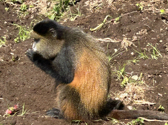 Journeys Uganda-恩德培必去景点