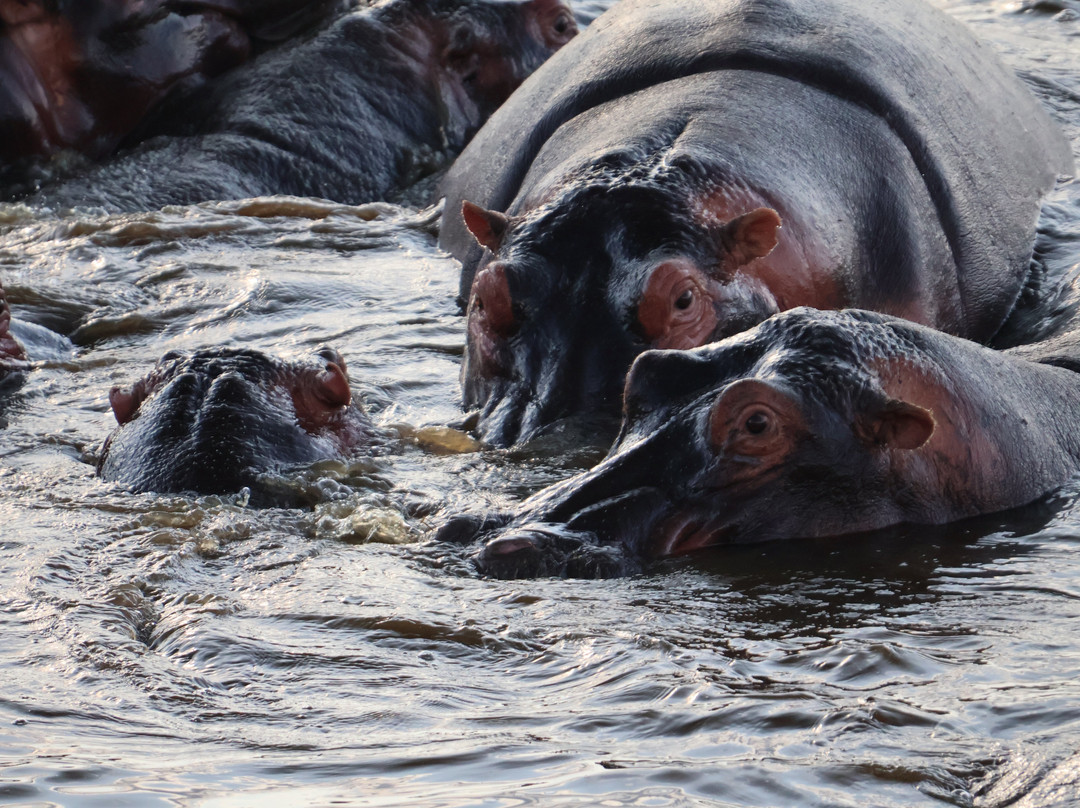 Entice Africa Safaris-内罗毕必去景点