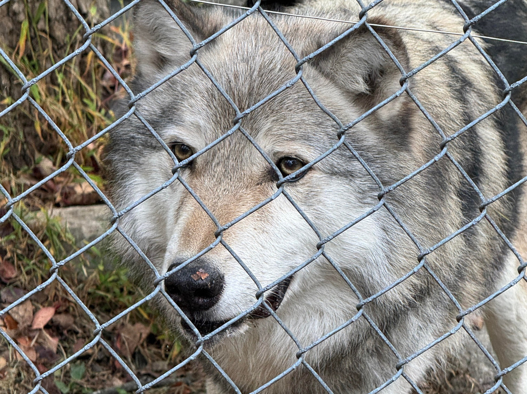 Lakota Wolf Preserve-Columbia必去景点