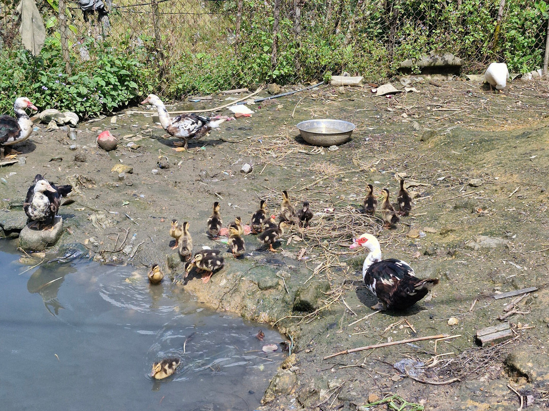Trekking Tour Sapa-沙巴必去景点
