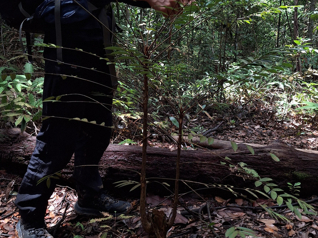 Panbil Nature Reserve-巴淡岛必去景点