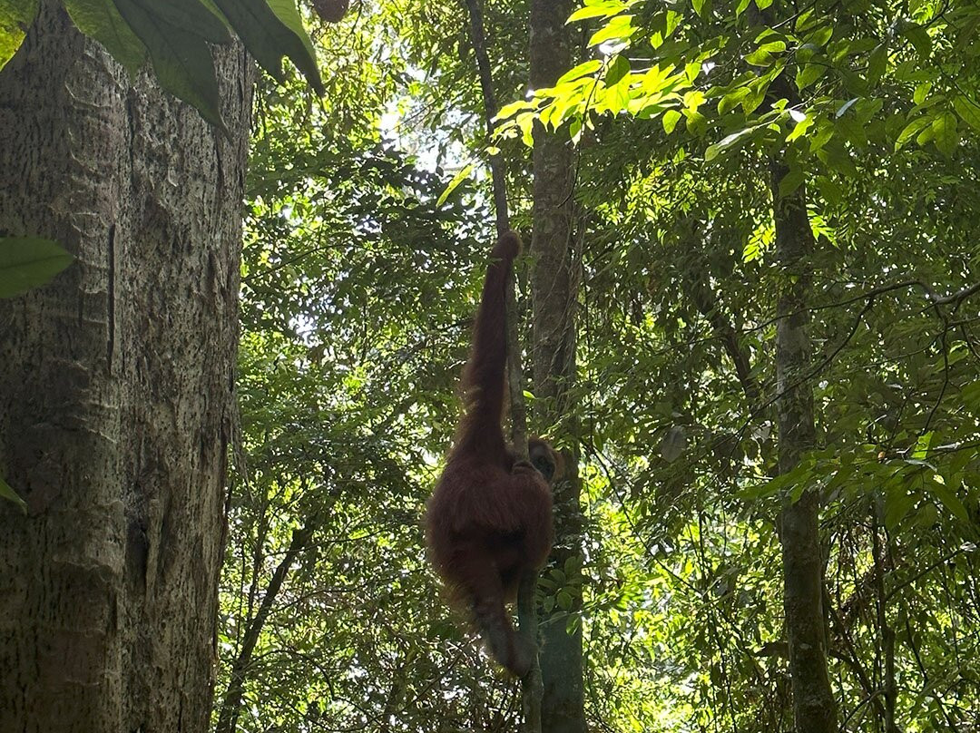 Sumatra Orangutan Tours-武吉拉旺必去景点