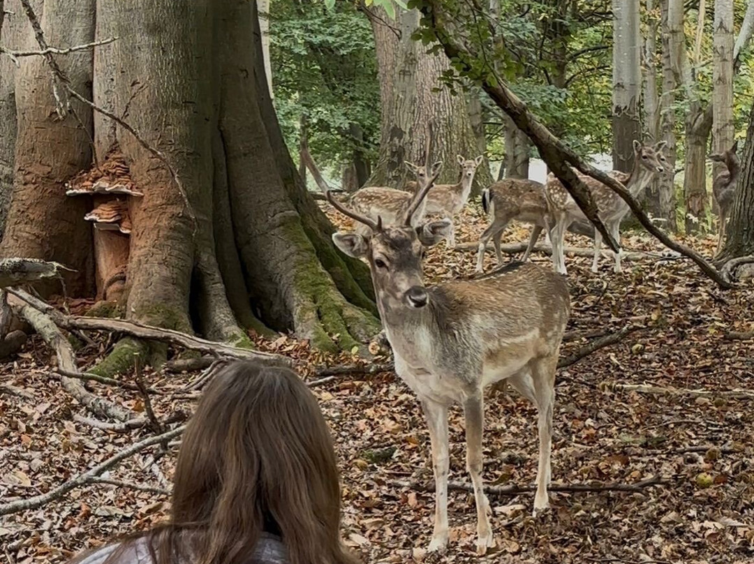 Knole Park-Sevenoaks必去景点