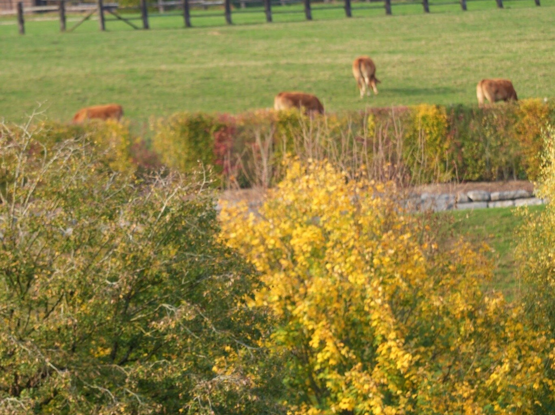 Parc Animalier De Rochehaut-Rochehaut必去景点