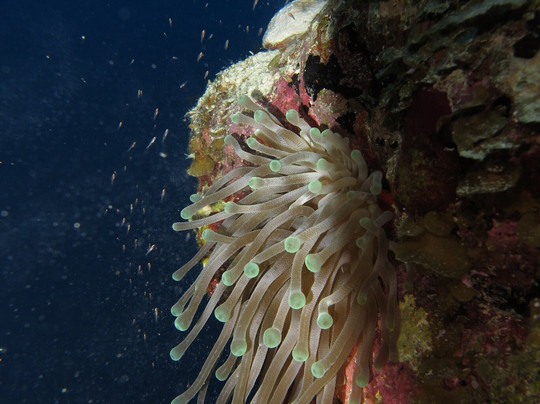 Atlantis Varadero-巴拉德罗必去景点