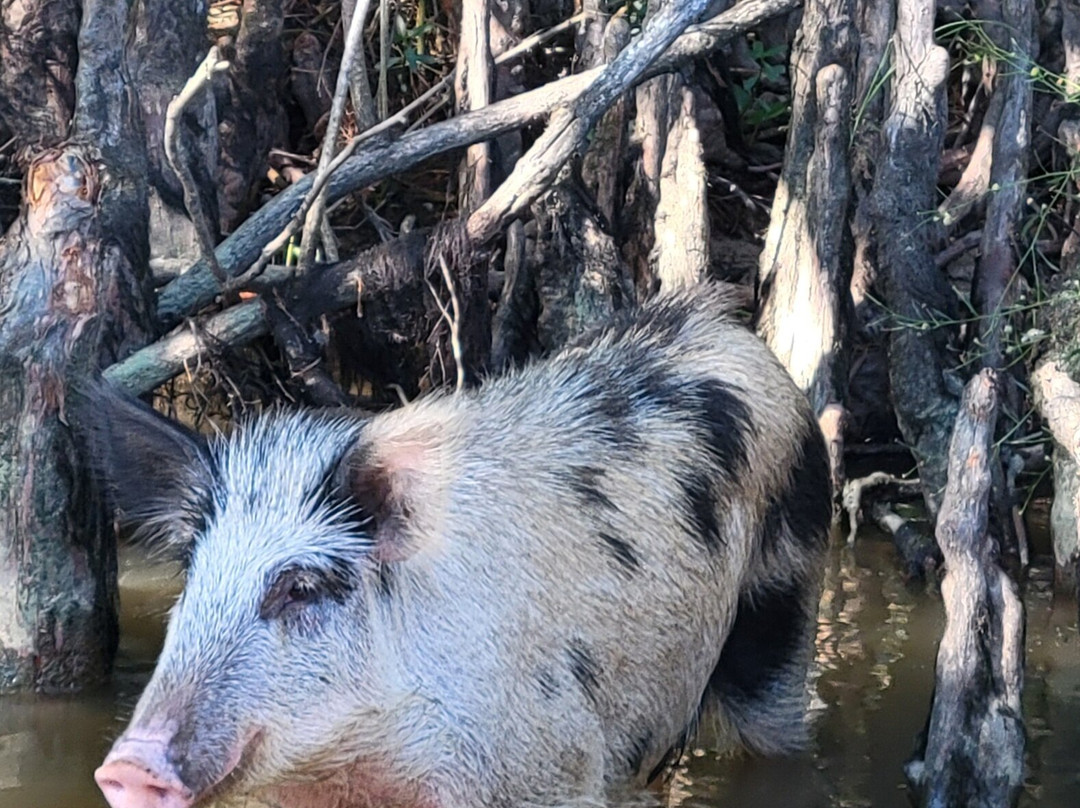 New Orleans Swamp Tours-新奥尔良必去景点