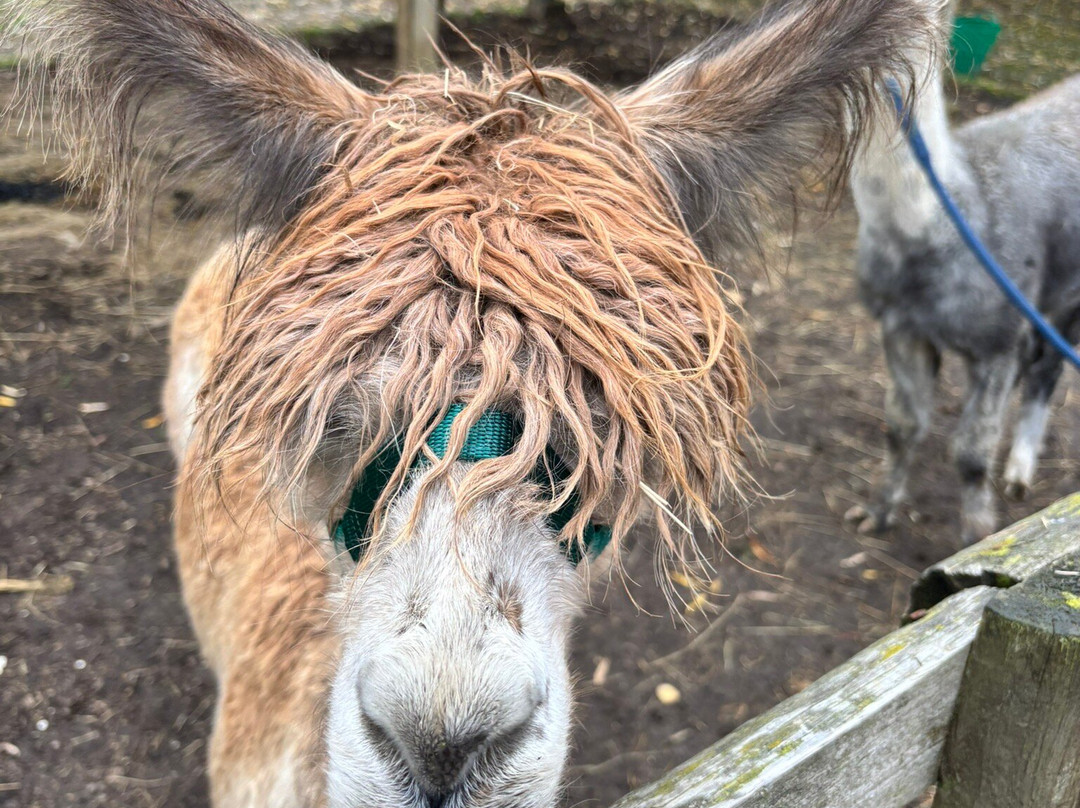Pennybridge Farm Alpacas-胡克必去景点