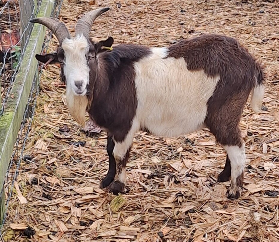 Dalscone Farm Fun-邓弗里斯必去景点