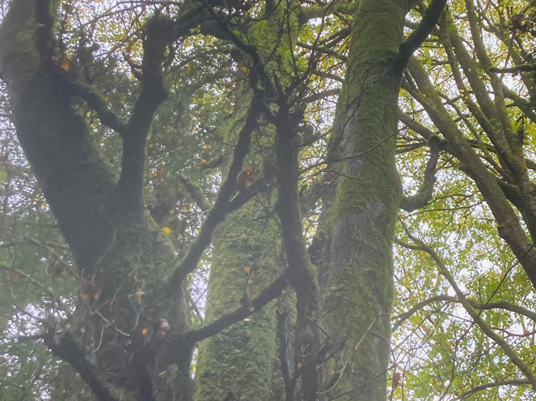 Puzzlewood-Coleford必去景点