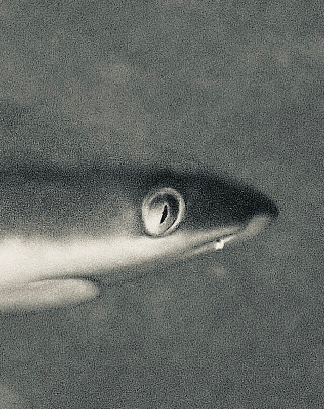 The Six Passengers-阿瓦托鲁必去景点