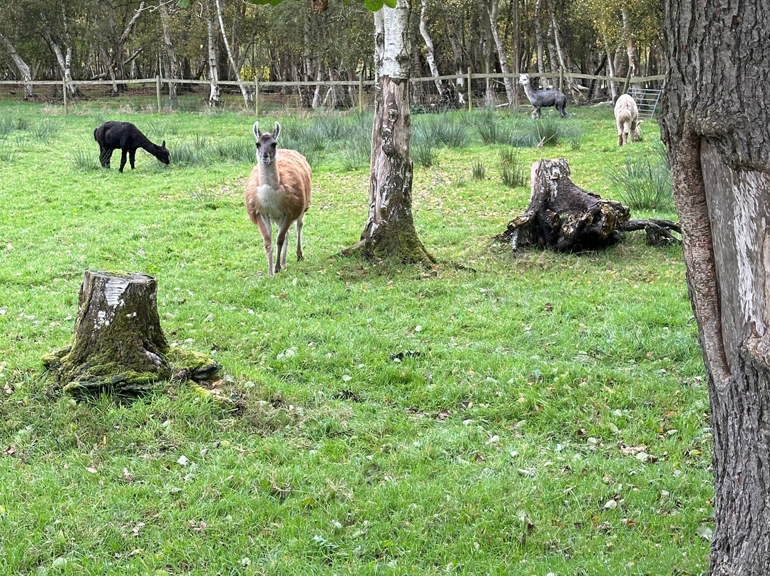 White Peak Alpaca Farm-Mobberley必去景点