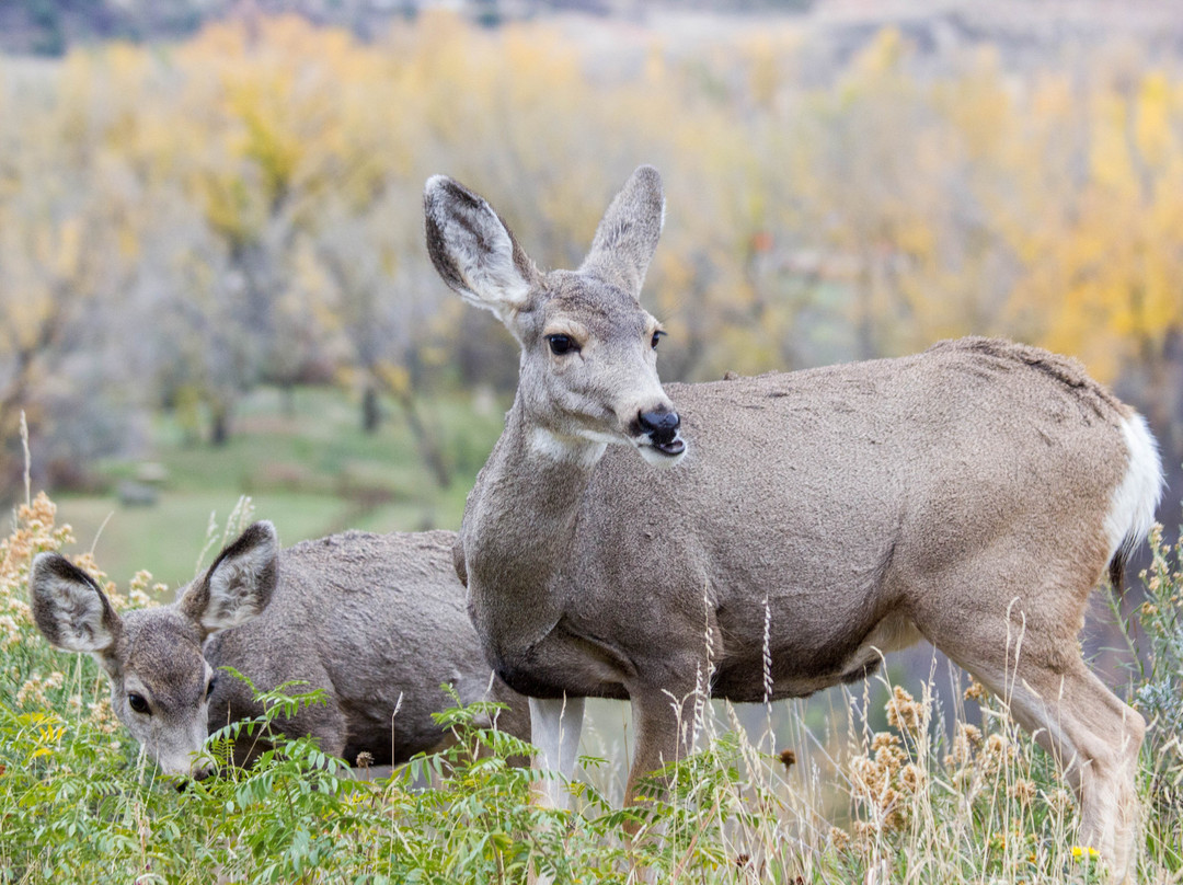 Theodore Roosevelt National Park-Medora必去景点