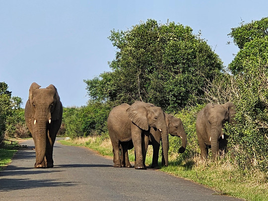 DayToursKzn-德班必去景点