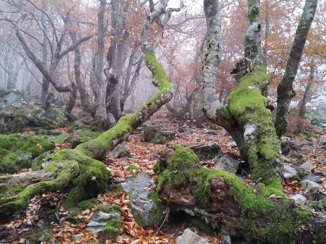 Hayedo de La Pedrosa-Riaza必去景点