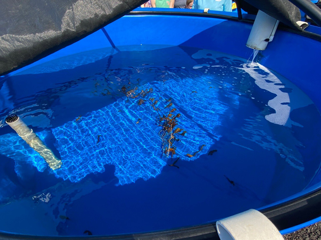 海洋骑士海马牧场-凯鲁瓦-柯纳必去景点