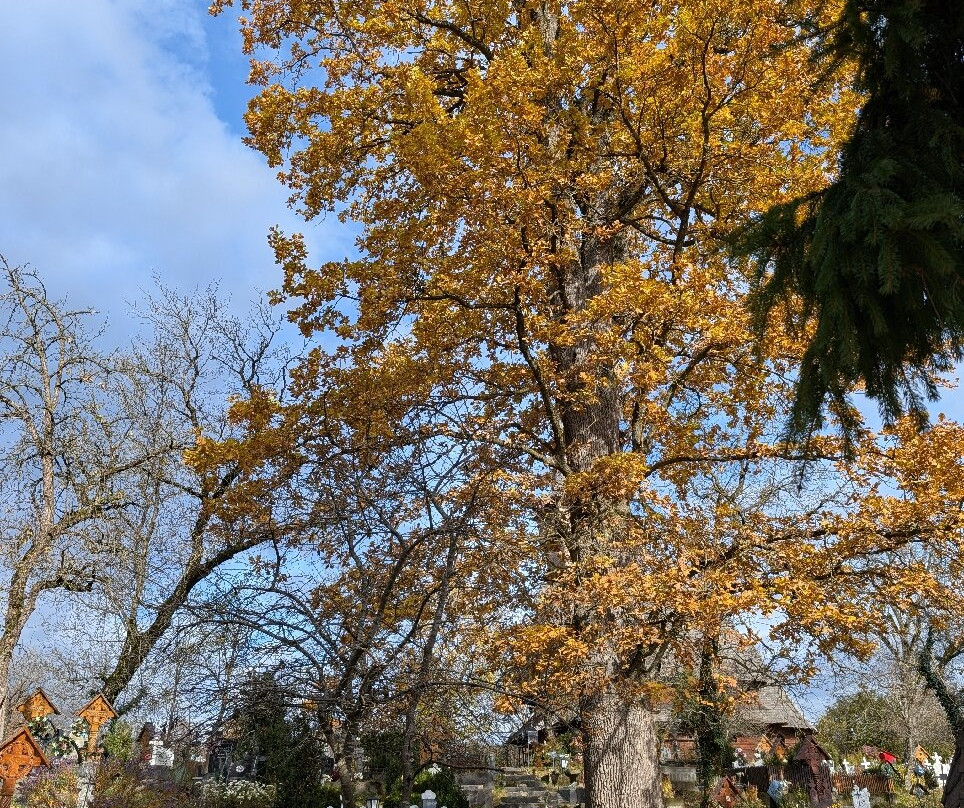 Axatravel-Suceava必去景点