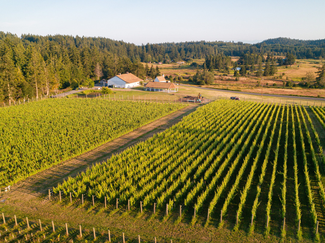 San Juan Vineyard-星期五港湾必去景点