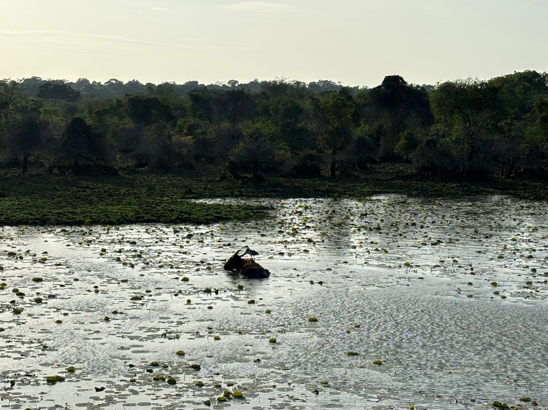 Yala National Park-雅拉国家公园必去景点