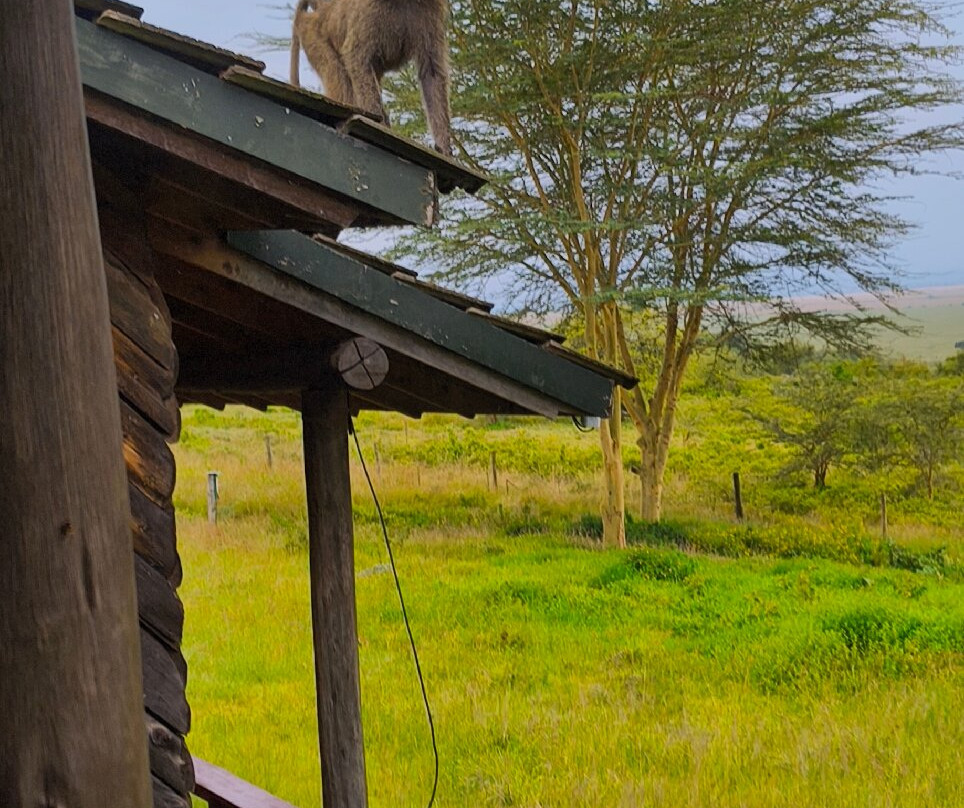 Lake Nakuru Lodge主图