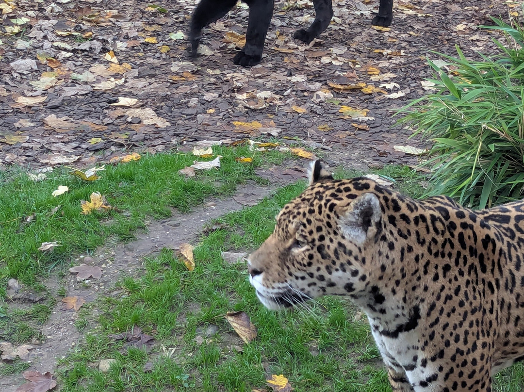 Le Domaine des Fauves-Les Abrets必去景点