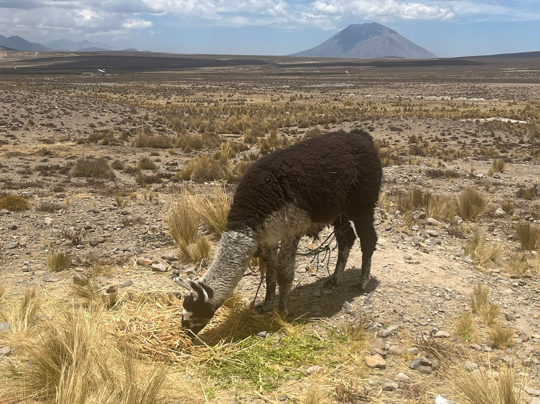 Salinas y Aguada Blanca National Reserve-阿雷基帕必去景点