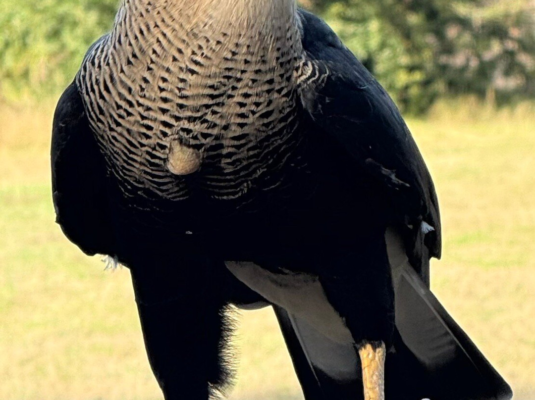 Boyd Hill Nature Preserve-圣彼德斯堡必去景点