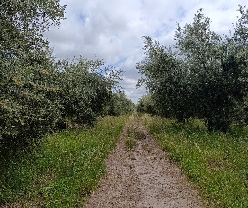 Olivicola Maguay-Maipu必去景点