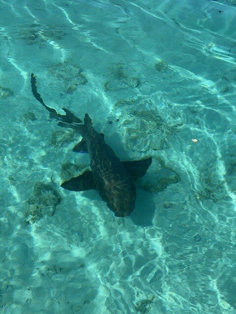 Great Guana Cay Adventures-Little Exuma必去景点