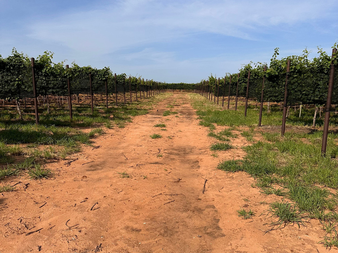 Oswald Vineyard-Brownfield必去景点