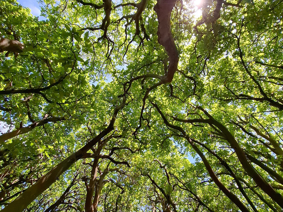 Lady musgrave experience-Burnett Heads必去景点