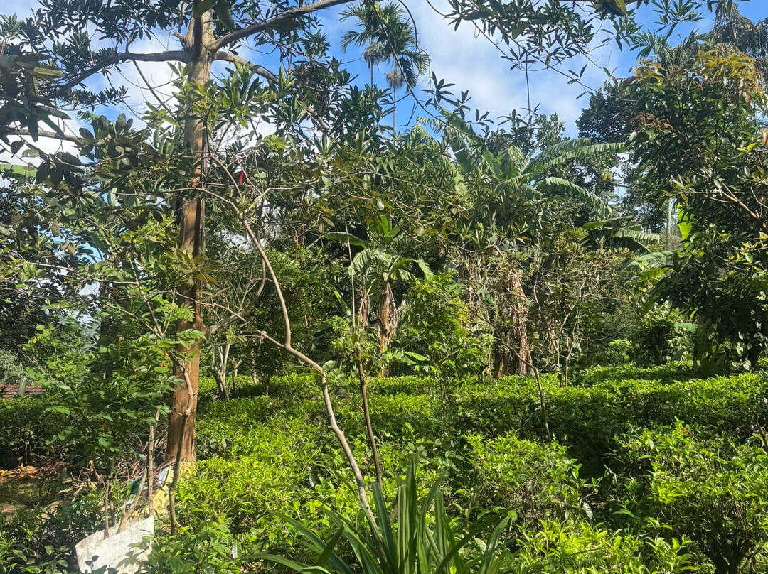Ella Organic Tea Garden-Heeloya必去景点