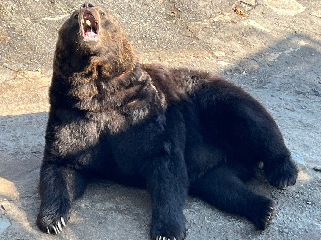 登别熊牧场-登别市必去景点