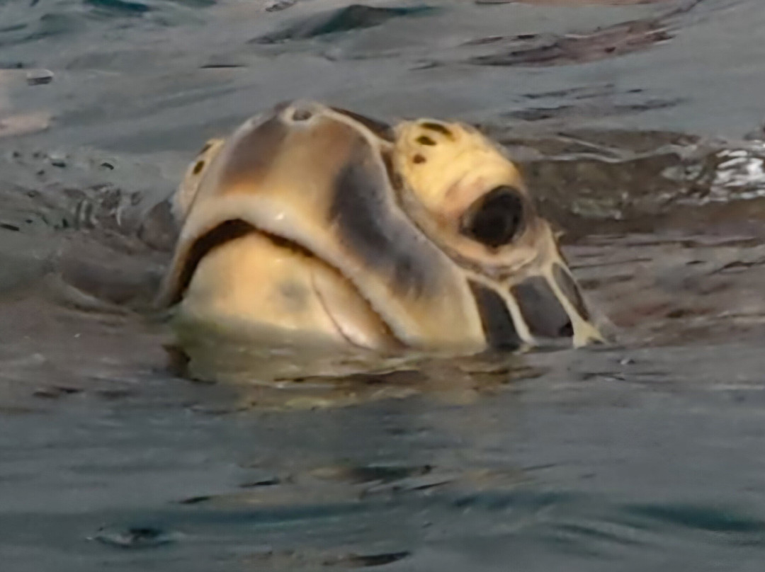 Go Local Cook Islands-堤堤卡维加必去景点