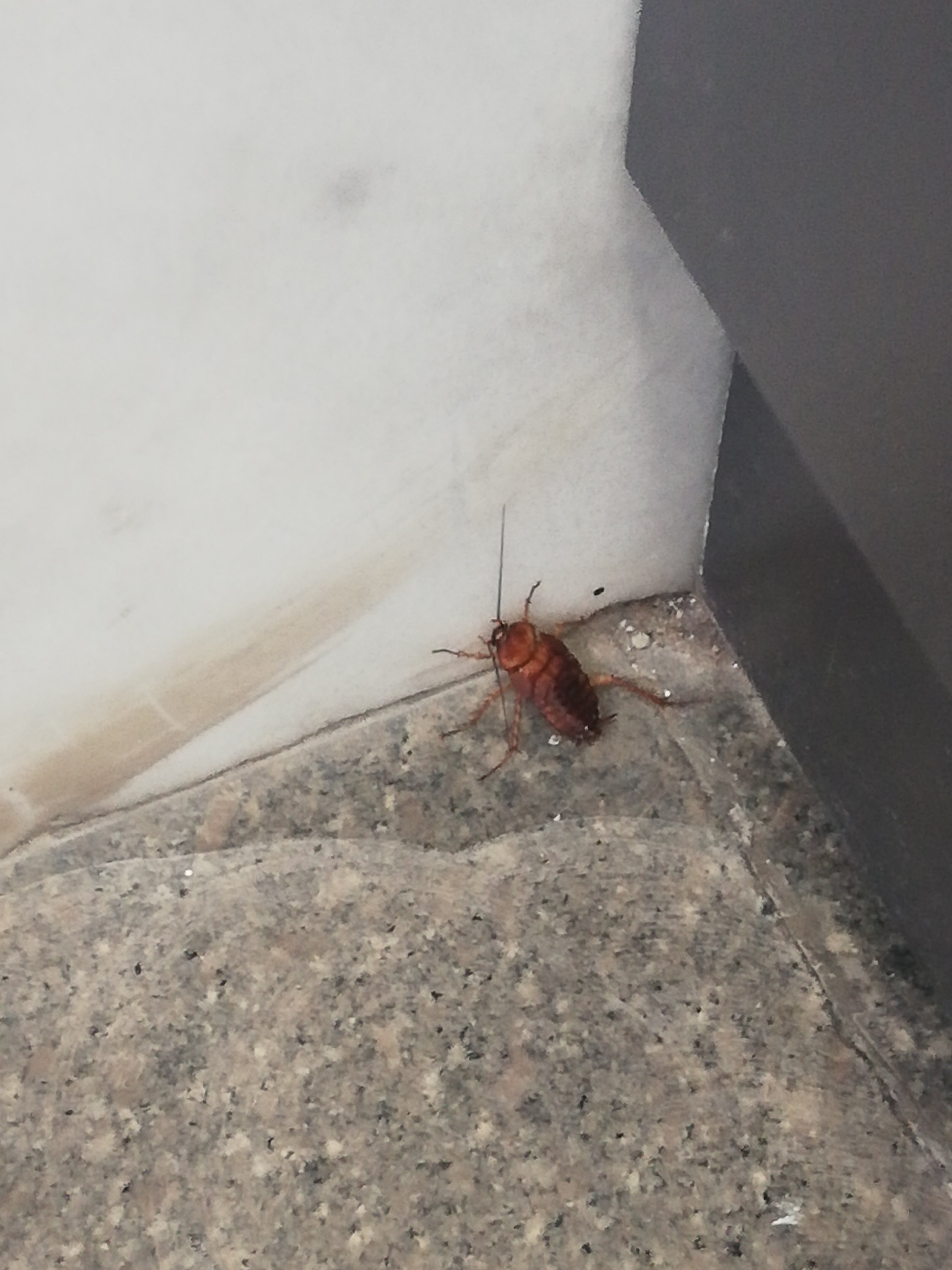 Paradise Costa Taurito 全包酒店-官方