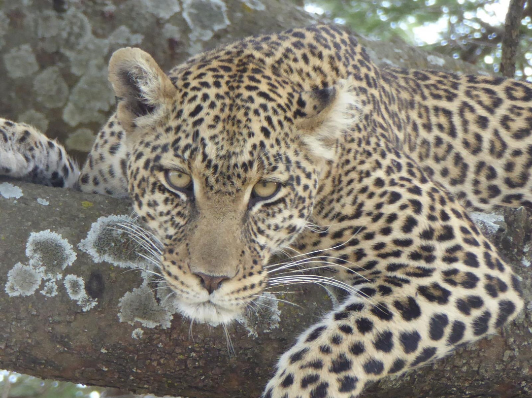 Monkey Adventures-莫西必去景点