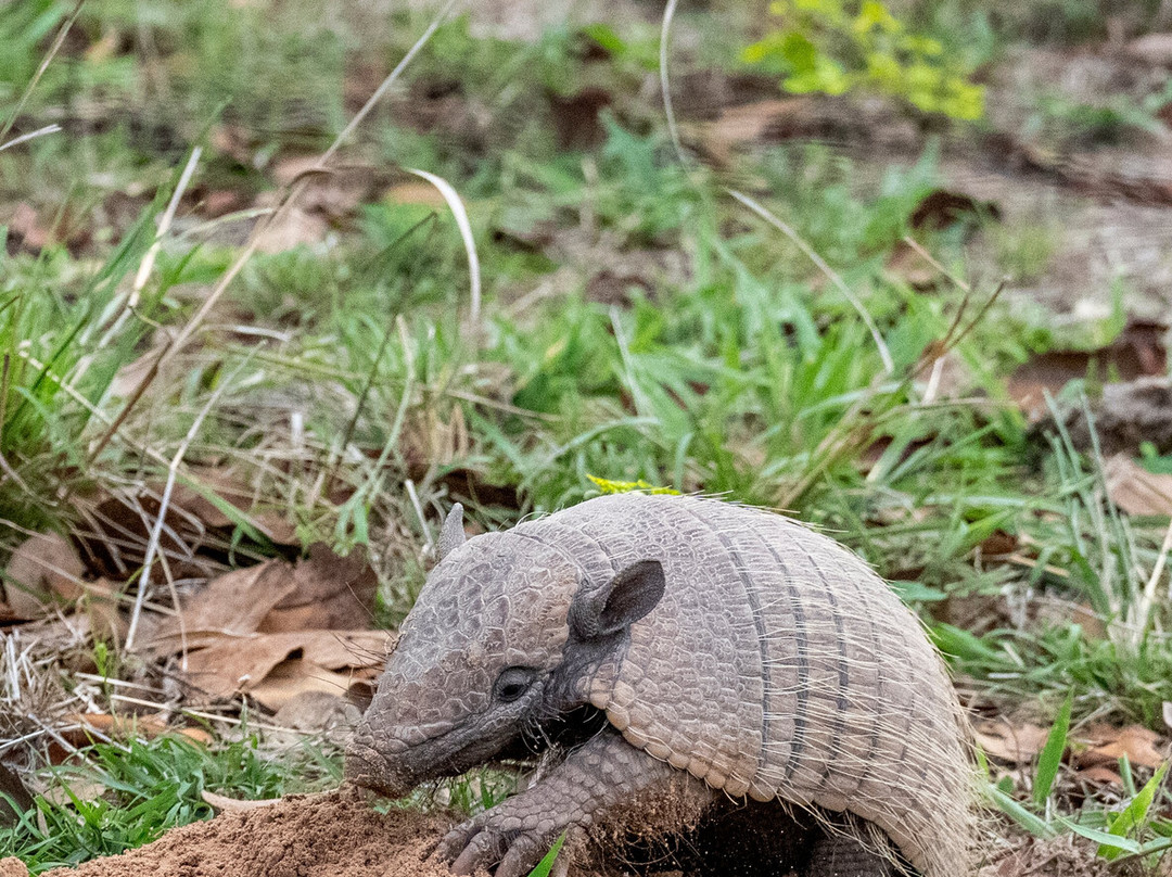 Pantanal Jaguar Safaris-Chapada dos Guimaraes必去景点