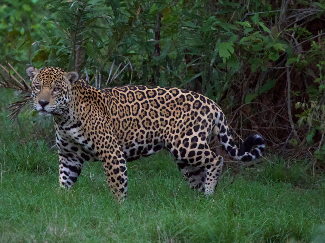 Pantanal Jaguar Safaris-Chapada dos Guimaraes必去景点