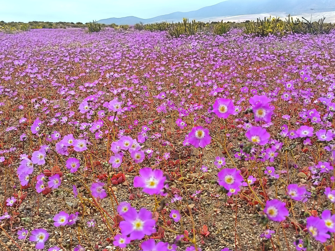 GeoTurismo Atacama-Caldera必去景点