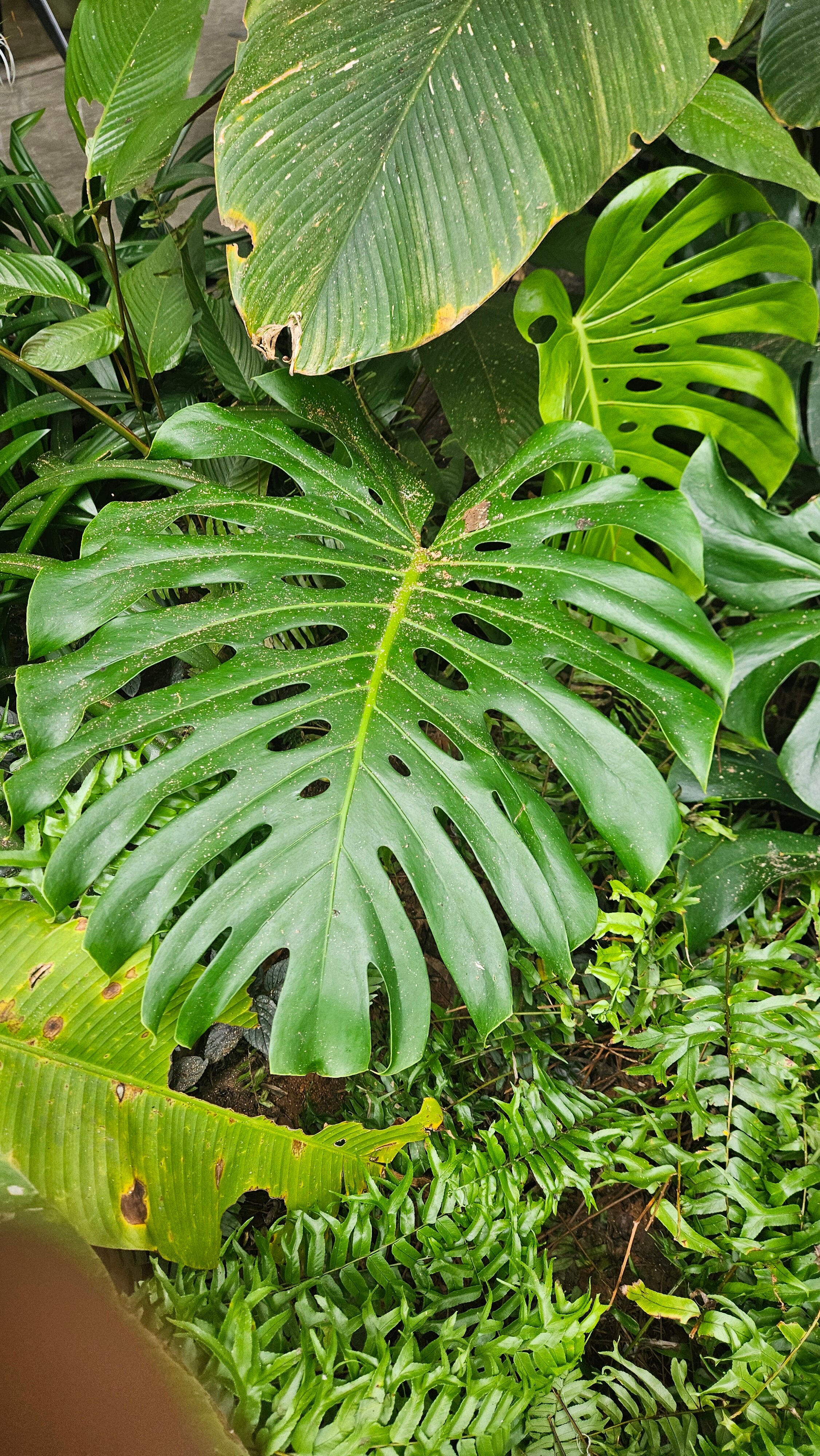 Flora Vythiri Resort-官方