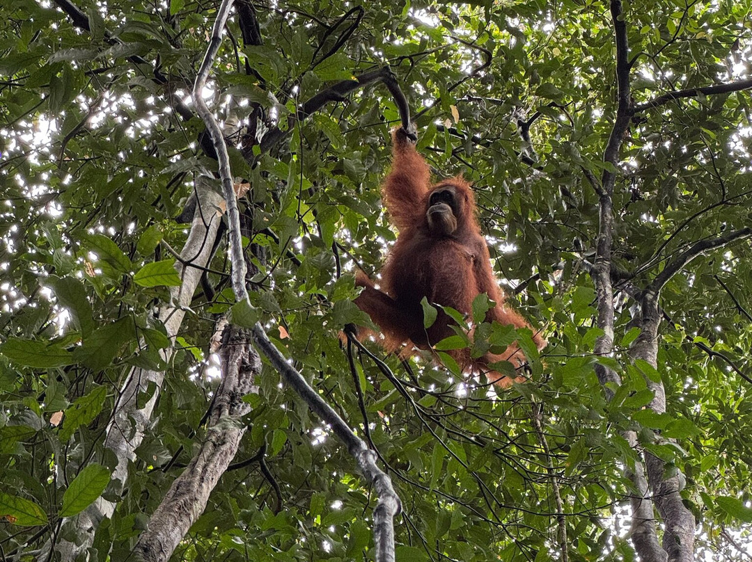 Trekking Orangutan Sumatra-武吉拉旺必去景点